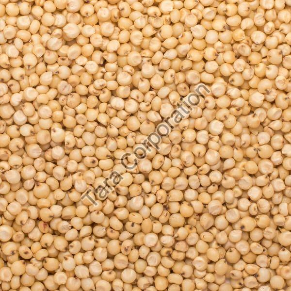 Jawar Seeds
