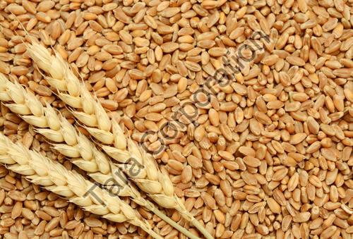 Wheat Seeds, Purity : 99%