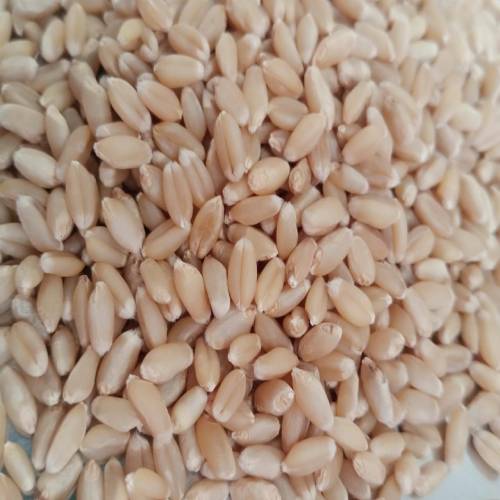 Common Lokwan Wheat, for Cookies, Cooking, Making Bread, Etc., Shelf Life : 1yrs