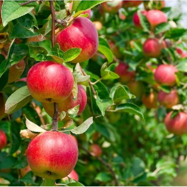 apple plant