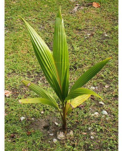 Hybrid Coconut Plant