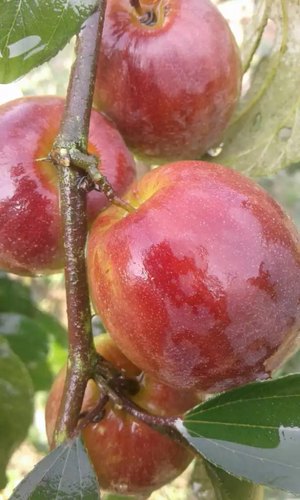Sundari Apple Ber Plant