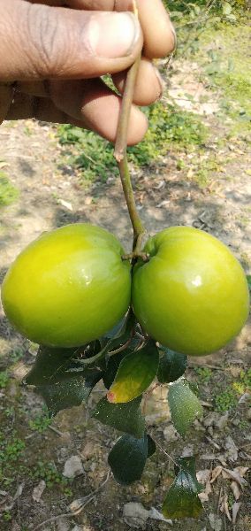 Thai Apple Ber Plant ( Green)