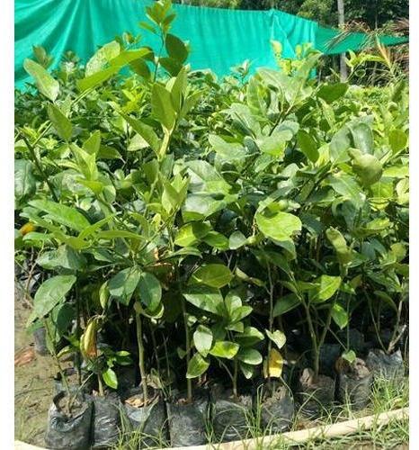 Thai Pati Lemon Plant