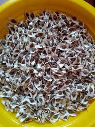 High Grade Moringa Seed for Plantation, Packaging Type : Vaccum Pack, Plastic Pouch, Plastic Packet