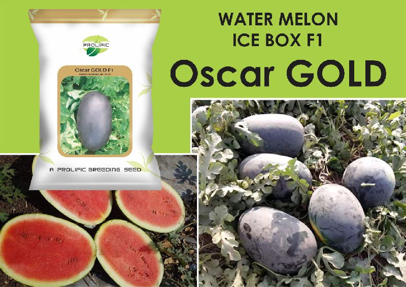 Water Melon Seed ICEBOX type, Shelf Life : 10 15 days