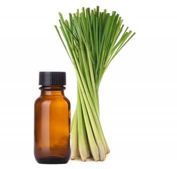 Leaves Organic Lemongrass Oil, for Muscle Pain, Killing Bacteria, Flavouring Tea, Cosmetics Products