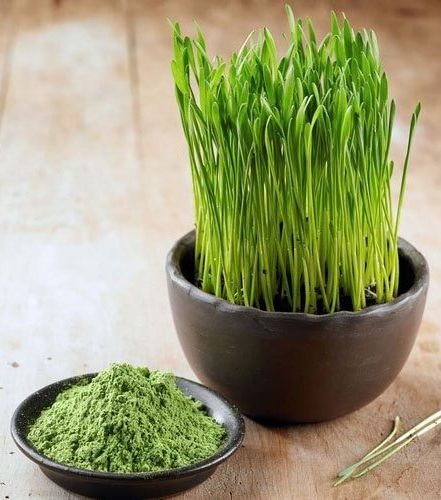Natural wheat grass powder, for Bakery Products, Cooking, Packaging Type : PP Bag