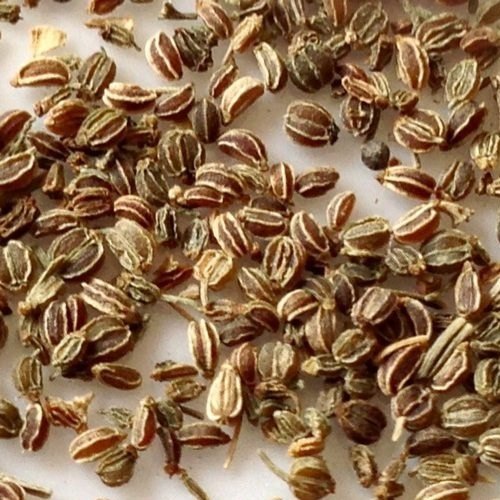 Celery Seeds