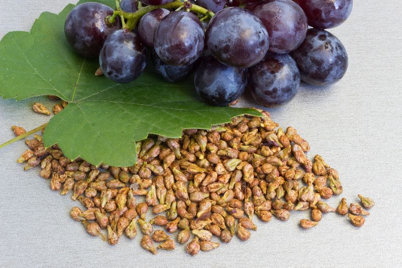 Organic Grape Seeds, for Agriculture, Style : Dried