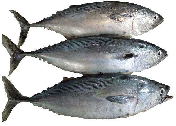 Skipjack Tuna Fish, for Cooking, Style : Fresh at Best Price in Delhi