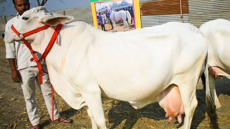 Live Tharparkar Cow