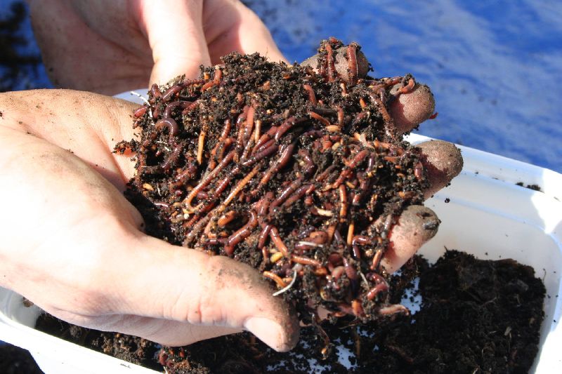 Vermicompost, Packaging Size : 25kg, 50kg