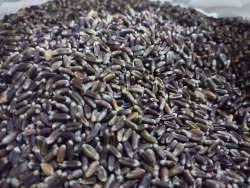 BLACK WHEAT