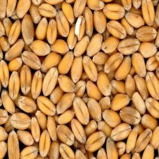 Wheat Seeds, Purity : 90-95%