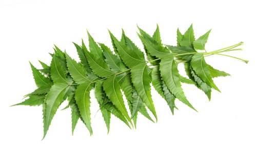 Fresh Neem Leaves, for Cosmetic, Medicine, Form : Leaf