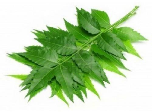 Herbal Neem Leaves, for Cosmetic, Medicine, Form : Leaf
