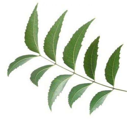 Organic Neem Leaves, for Cosmetic, Medicine, Form : Leaf