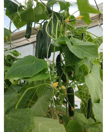 Cucumber Seeds, for Agriculture, Color : Green