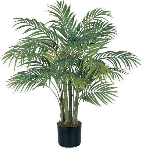 Areca Palm Tree, for Plantation, Color : Green