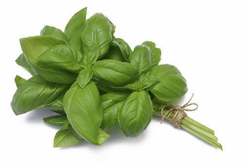 Fresh Basil Leaves at Best Price in Pune Yesraj Agro Export Pvt