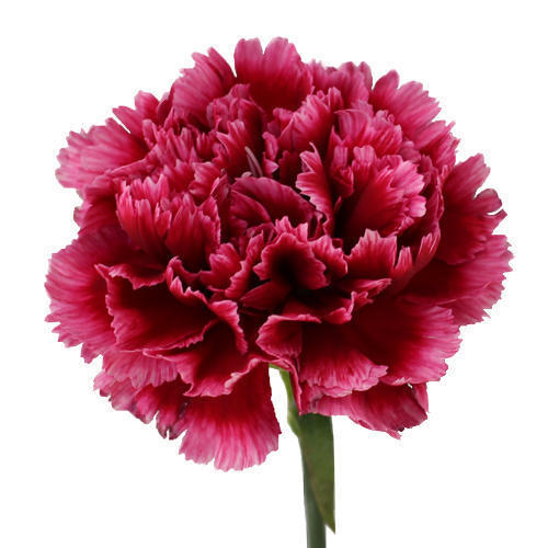 Natural Fresh Carnation Flower, Shelf Life : 3 Days