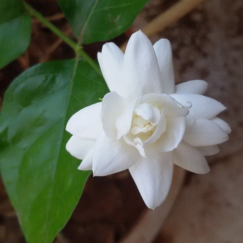 Fresh Mogra Flower, Color : Cream