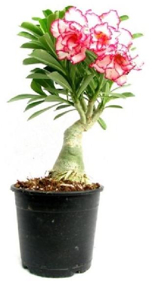 Grafted Adenium Plants, for Decorating Flower, Style : Antique