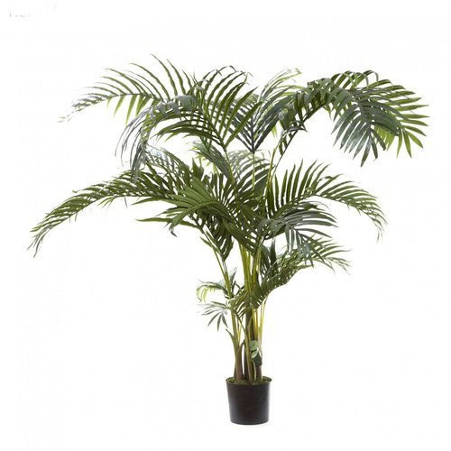 Kentia Palm Tree, Color : Green