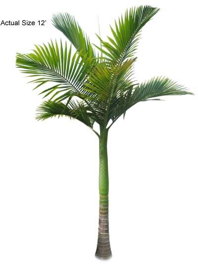 King Palm Tree