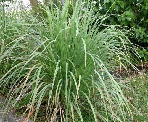 Lemon Grass, Color : Green