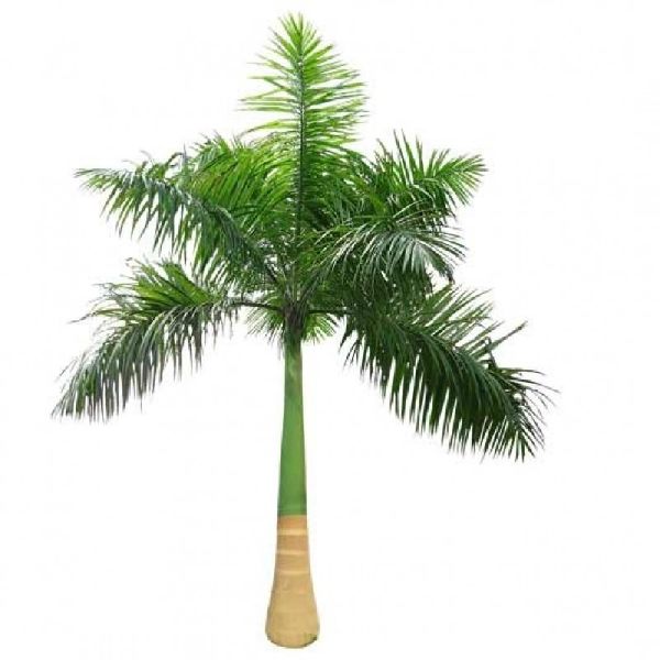 Royal Palm Tree, Color : Green