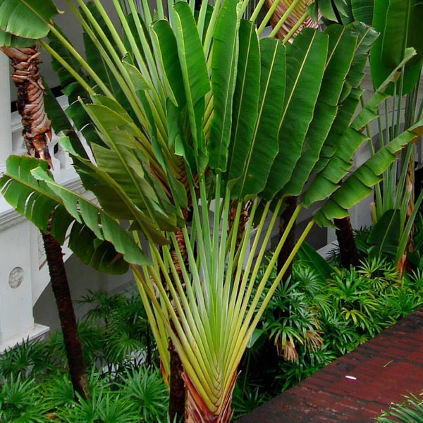 Traveller Palm Tree