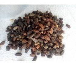 Common neem seeds, for Cosmetic, Medicine