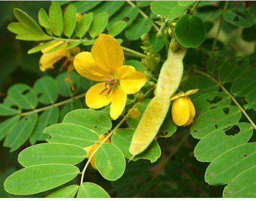 Common Senna Leaves, Shelf Life : 1Month