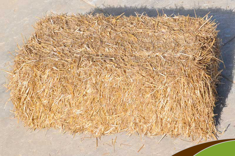 Wheat Straw, for Animal Feed, Packaging Size : 25-50kg