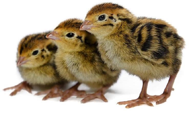 Japanese Quail Chicks (9 Days Old)