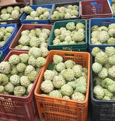 Golden Custard Apple