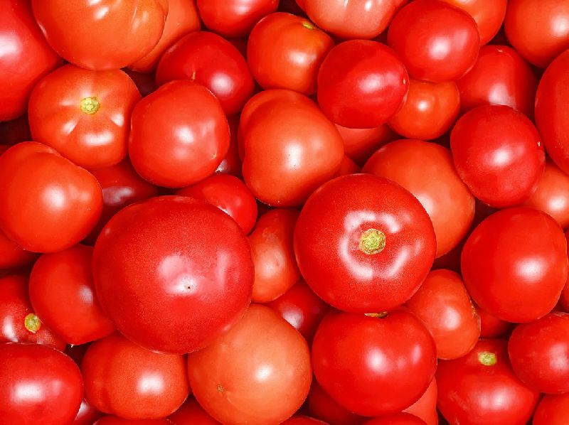 Common Hybrid Fresh Tomato, for Cooking, Skin Products, Color : Red