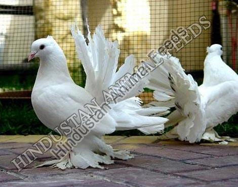 Breeding Pigeon Feed