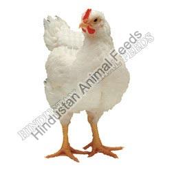 Broiler Grower Poultry Feed