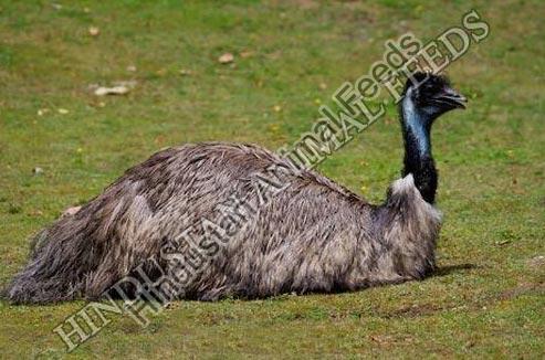 Emu Breeder Feed