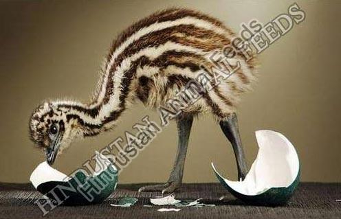 EMU Layer Feed