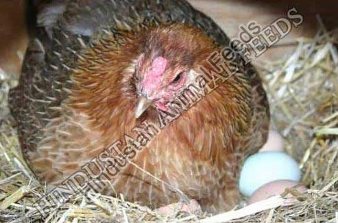 Layer Egg Poultry Feed