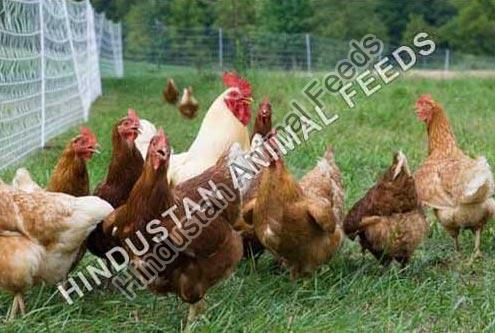 Organic Poultry Feeds