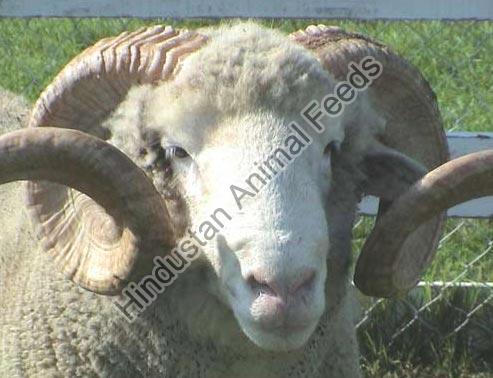 Sheep Breeder Feed