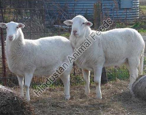 Sheep Fattening Feed