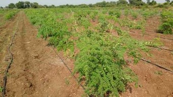 Drumstick Plant, Color : Green