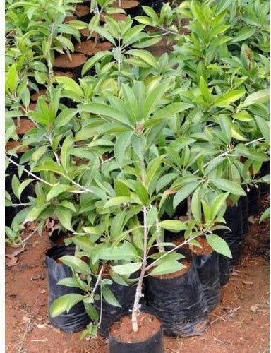 Organic Sapota Plant, Feature : Fast Growth, Longer Shelf Life, Provide Fresh Air