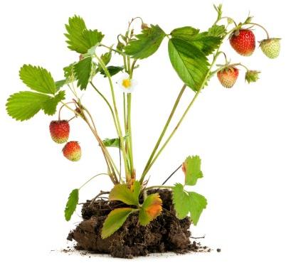 Organic Strawberry Plant, for Agriculture, Feature : High Quality, Hygienic Cultivated